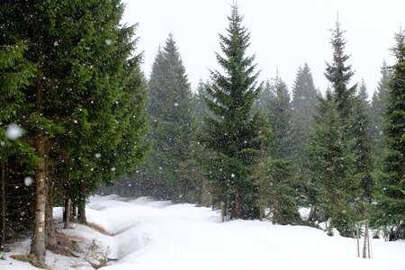 Spruces winter frost
