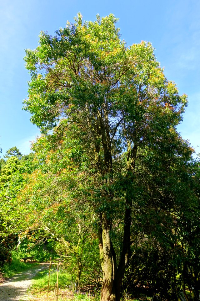 Craibiodendron yunnanense - Caerhayes Castle gardens - Cornwall, England - DSC03306