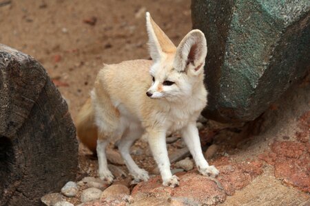 Desert fox animal cute