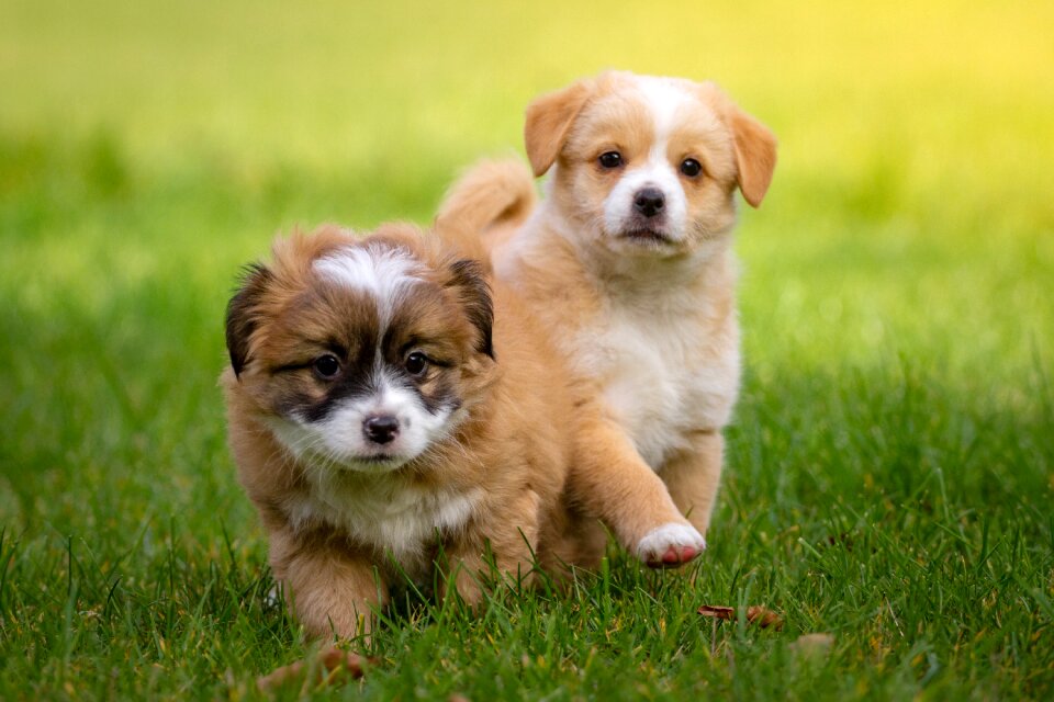 Small baby animal puppy