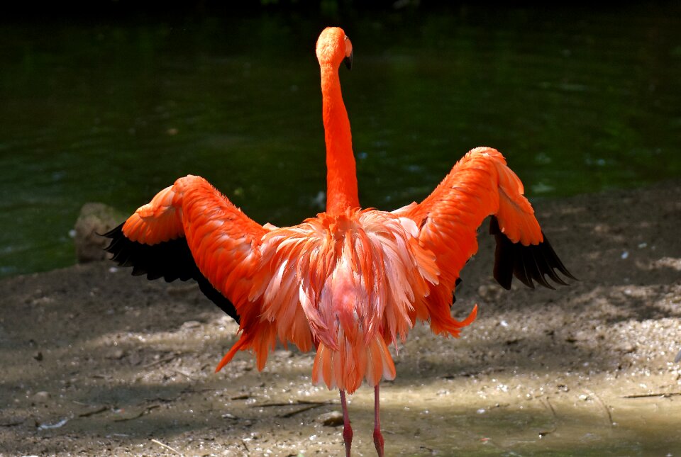 Bird colorful tierpark hellabrunn