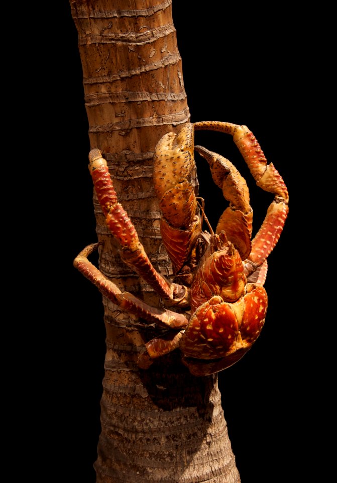 Crabe cocotiers Birgus latro (Linnaeus 1777)