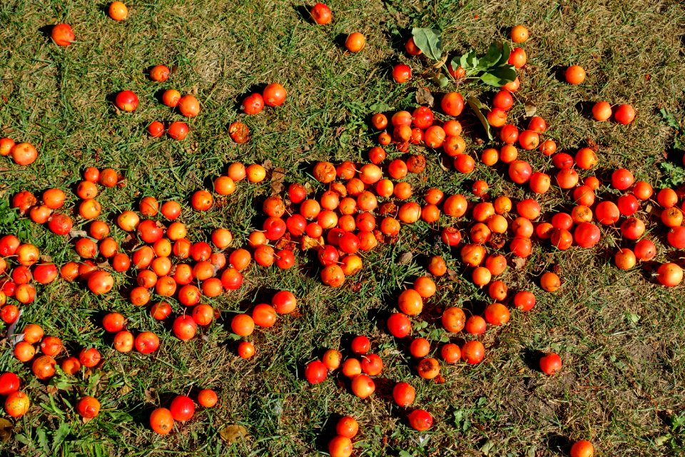 Crabapples on the Quai de l'horloge - Montreal, Canada - DSC07349
