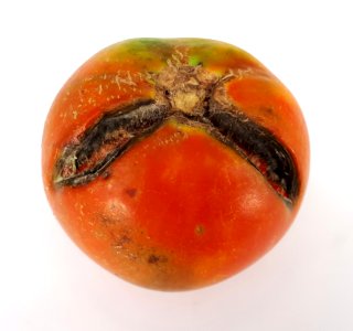 Cracked tomato 2017 F
