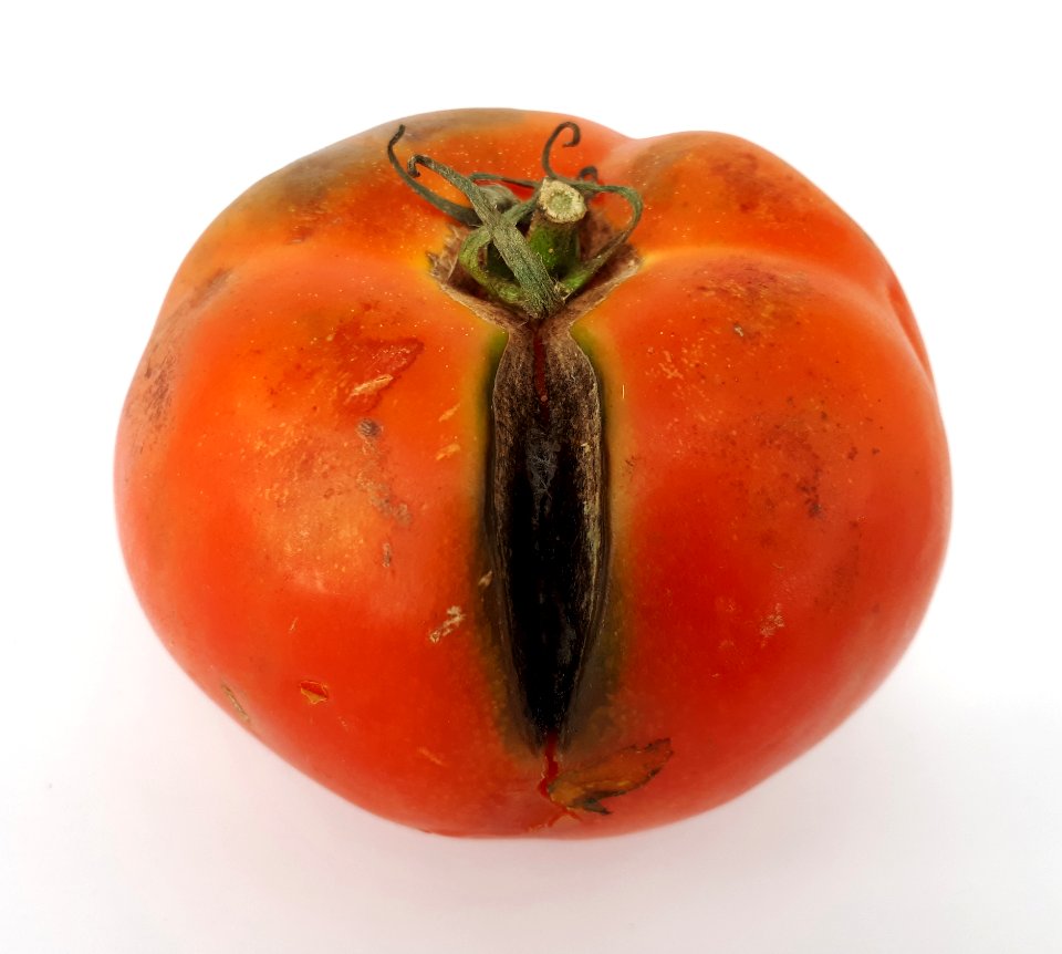 Cracked tomato 2017 A2