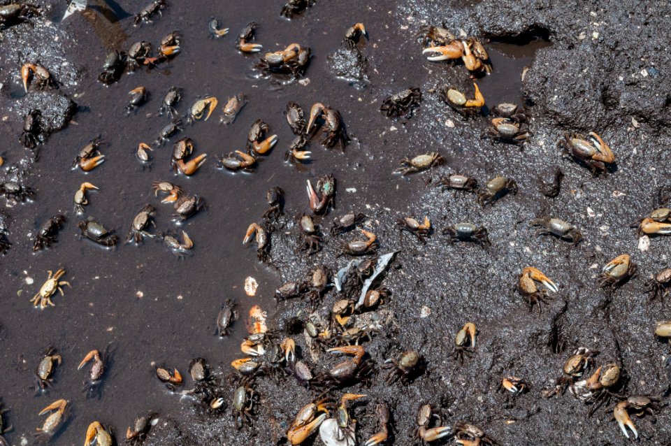 Crabs in La Restinga, Isla de Margarita