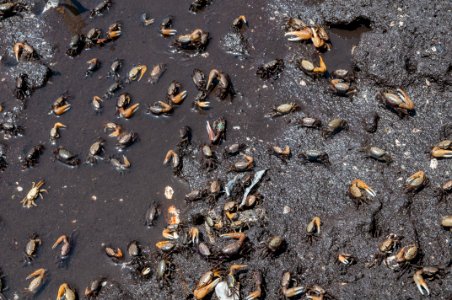 Crabs in La Restinga, Isla de Margarita