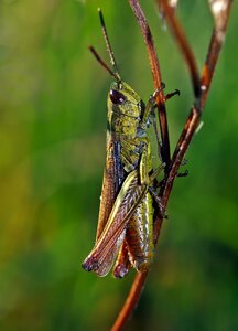 Grasshopper meadow insect photo