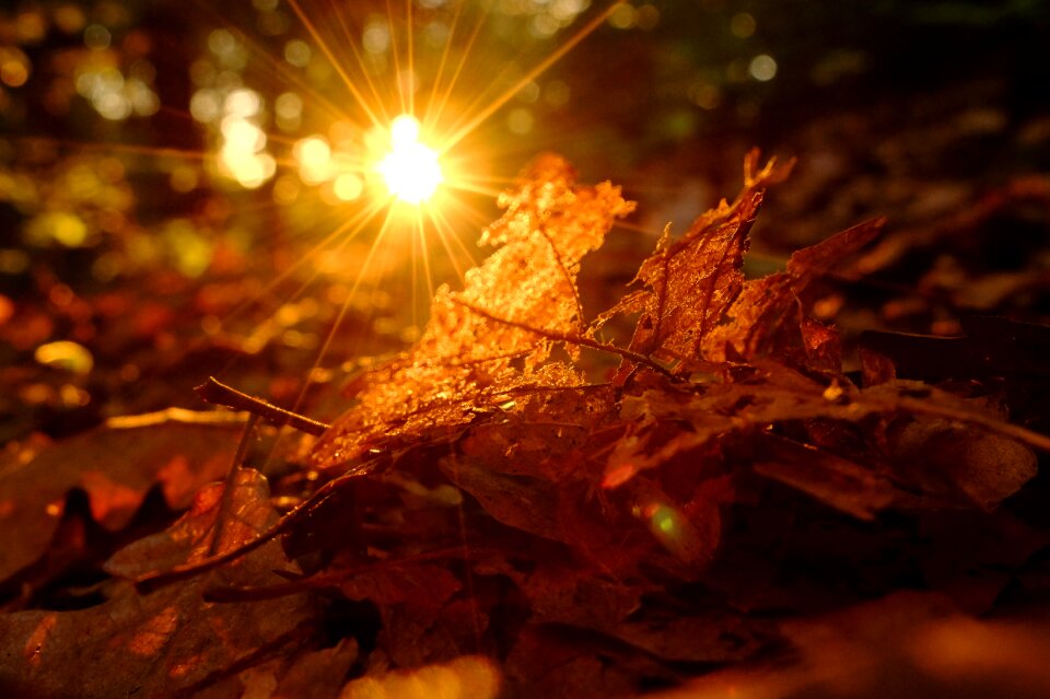 Rays foliage forest