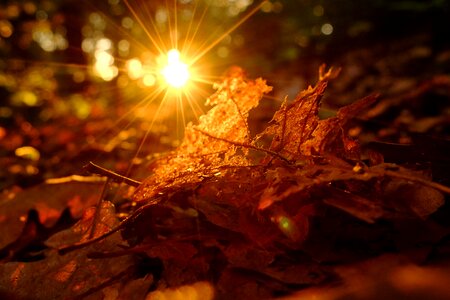 Rays foliage forest