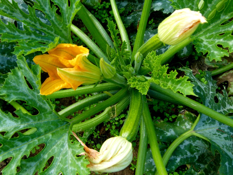 Courgette en fleur 3
