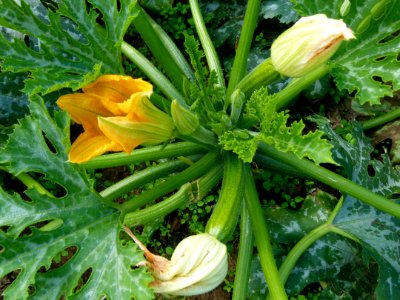 Courgette en fleur 3