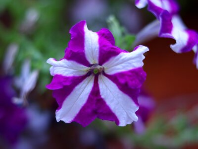 Flower petunia garden