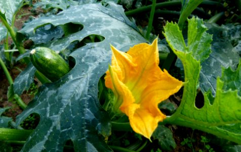 Courgette en fleur 2