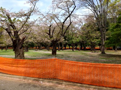 Covid-19 prevention anti-hanami fencing at Yoyogi Park photo