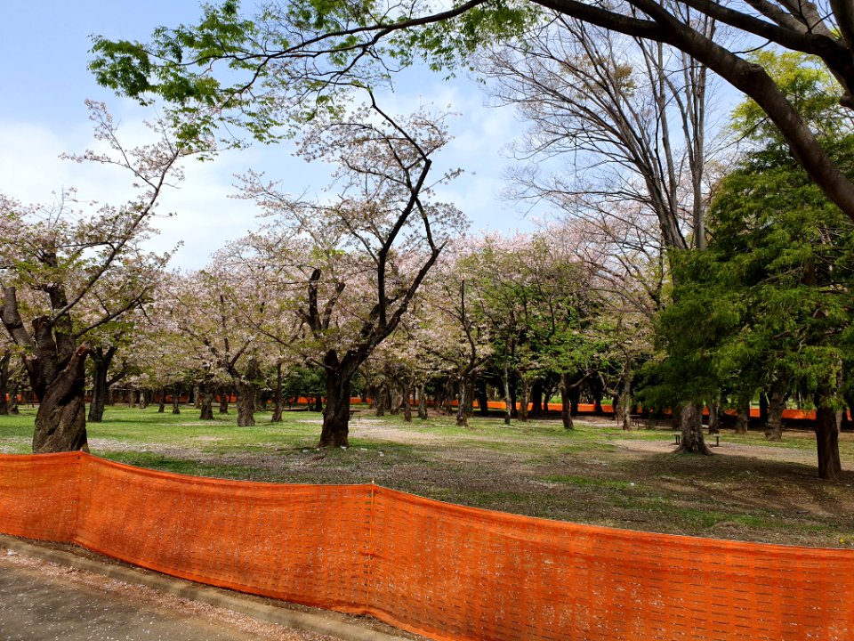 Covid-19 prevention anti-hanami fencing at Yoyogi Park 2