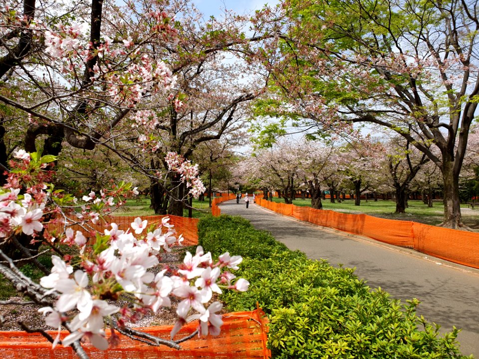 Covid-19 prevention anti-hanami fencing at Yoyogi Park 4