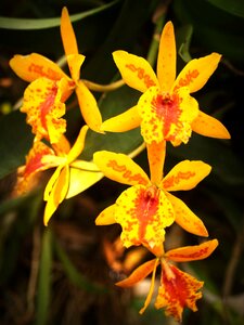 White green yellow