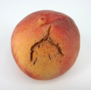 Cracked nectarine 2017 B