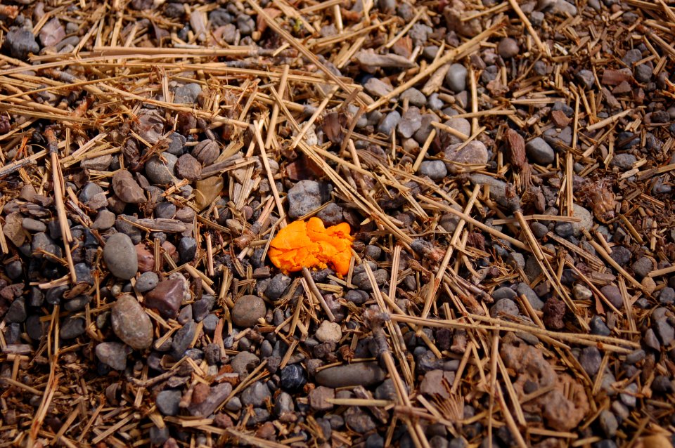Cracked Goldfish Cracker