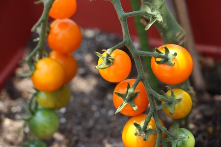Vegetables tomato mini tomato