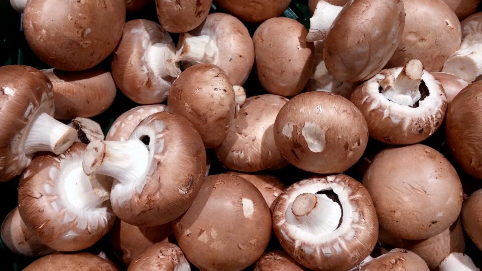 White mushroom nature forest fruit photo