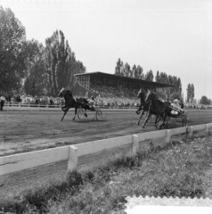 Courses op Mereveld te Utrecht, finish van de eerste heat van Merevelds Mijlreco, Bestanddeelnr 910-5366