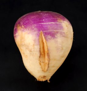Cracked turnip 2017 D