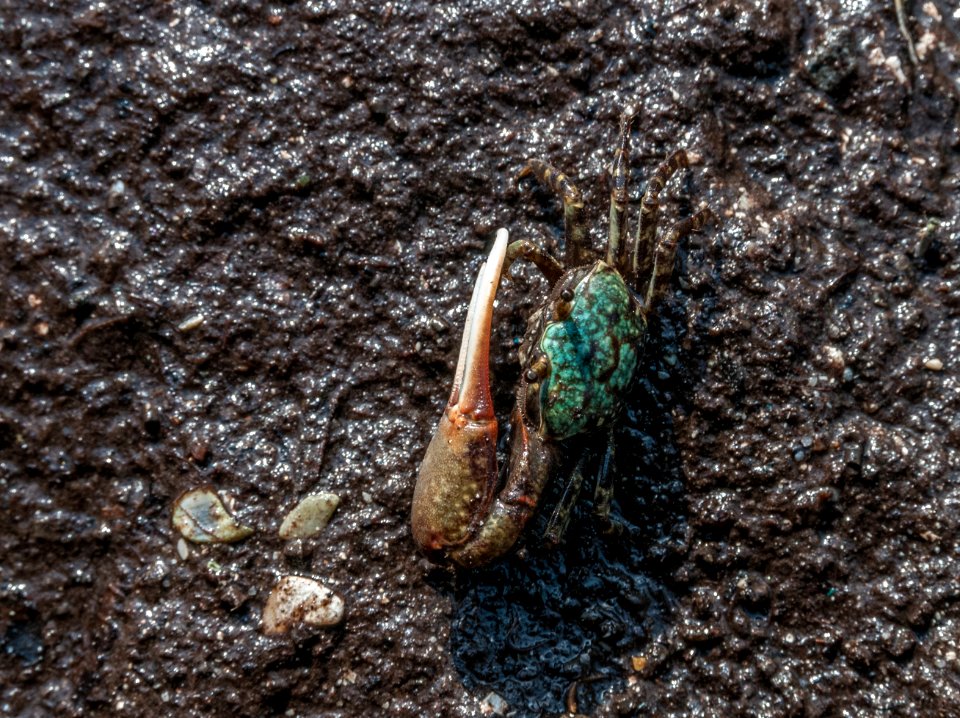 Crab in La Restinga, Isla de Margarita