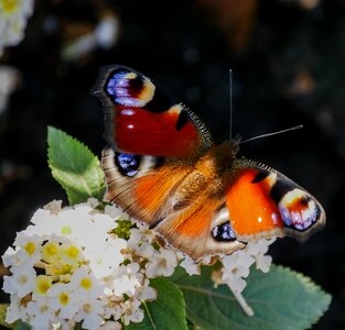 Wing flying blossom
