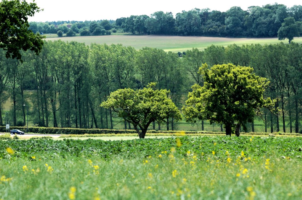 Countryside-Hertfordshire-20050613-014