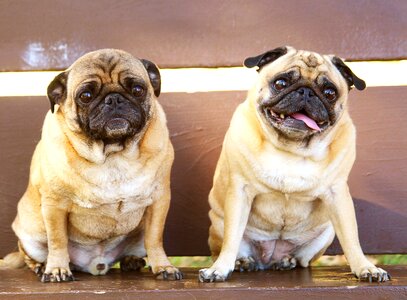 Buddies pet dog photo