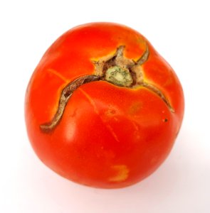 Cracked tomato 2017 E photo