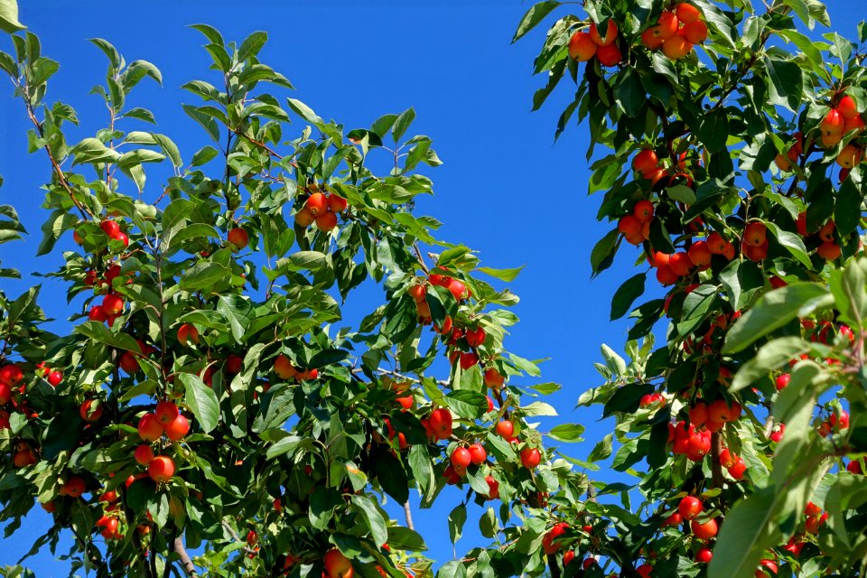 Crabapples on the Quai de l'horloge - Montreal, Canada - DSC07344