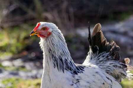 Agriculture bill poultry