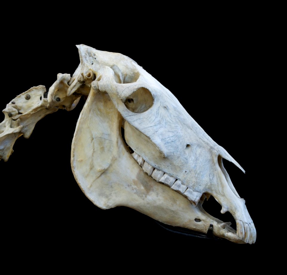 Crâne âne donkey skull musée vétérinaire Maisons alfort 1a