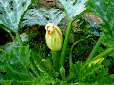 Courgette en fleur