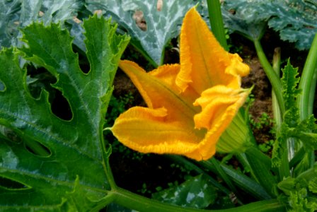 Courgette en fleur 4