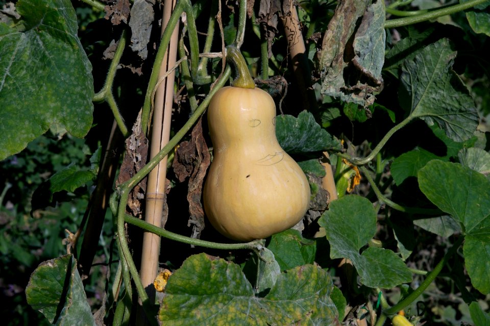 Courge Butternut Zenith horticole