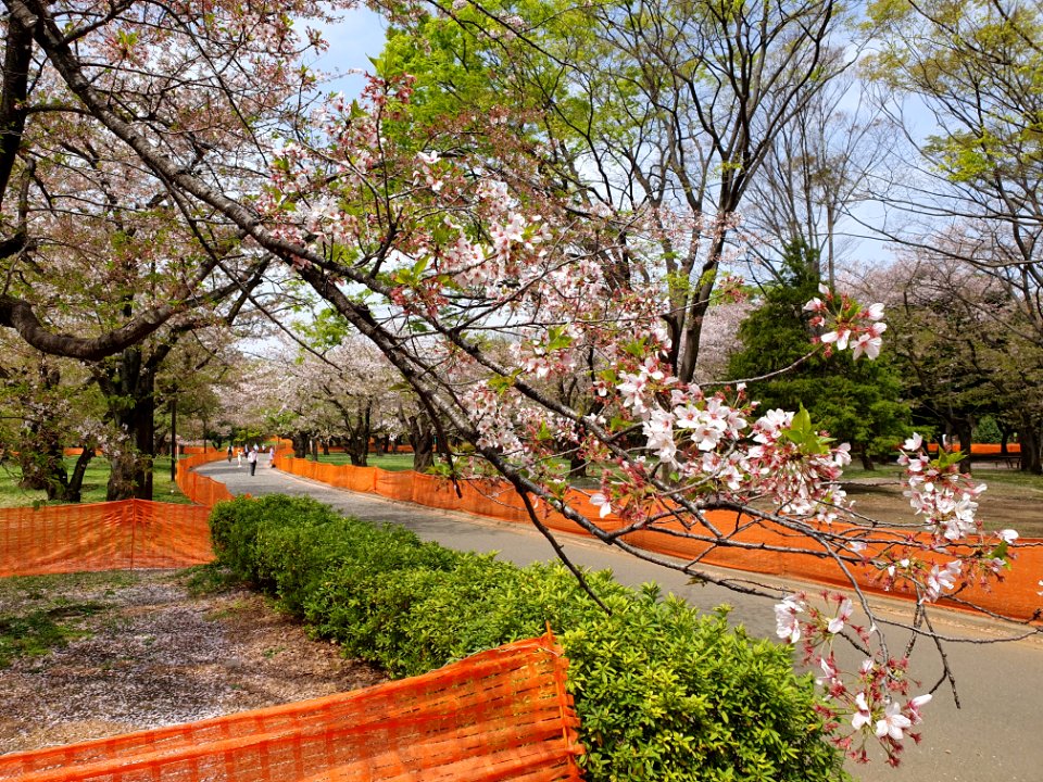 Covid-19 prevention anti-hanami fencing at Yoyogi Park 10