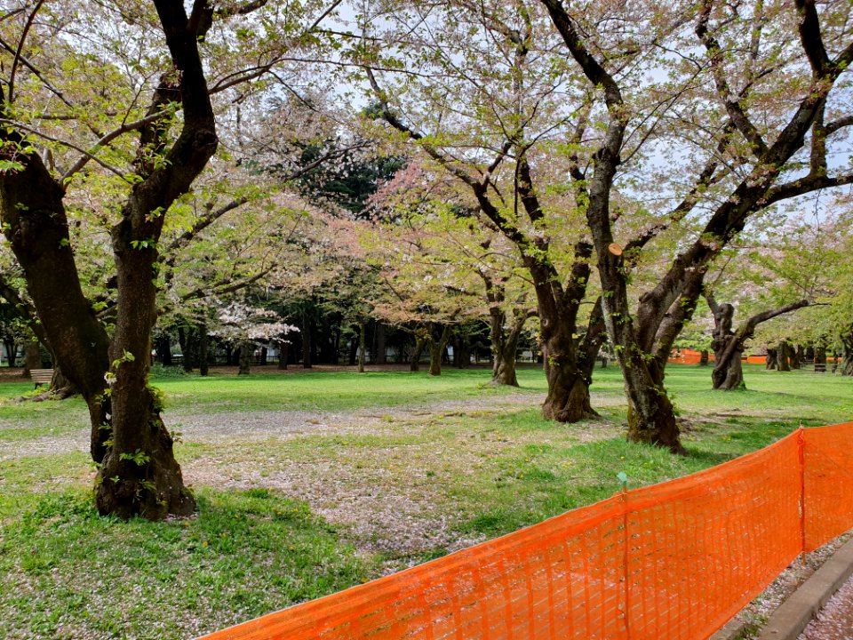 Covid-19 prevention anti-hanami fencing at Yoyogi Park 3