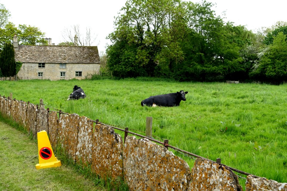 Cows - Kelmscott, Oxfordshire, England - DSC09940