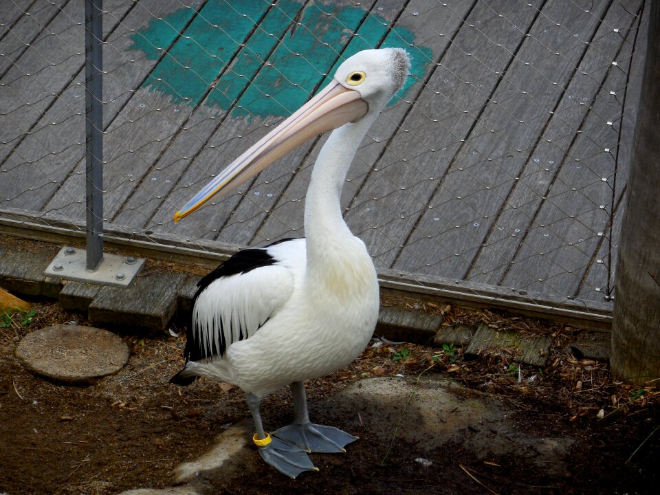 Nature wildlife animal-photography