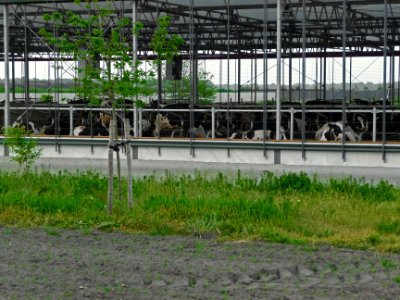 Cows in the barn on the meadows and fields of Laaghalerveen; the Netherlands, May 2012 photo