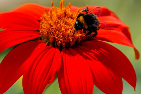 Hummel zinnia nectar
