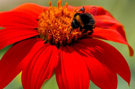 Hummel zinnia nectar photo