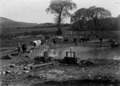 Cows at pond (1293371)