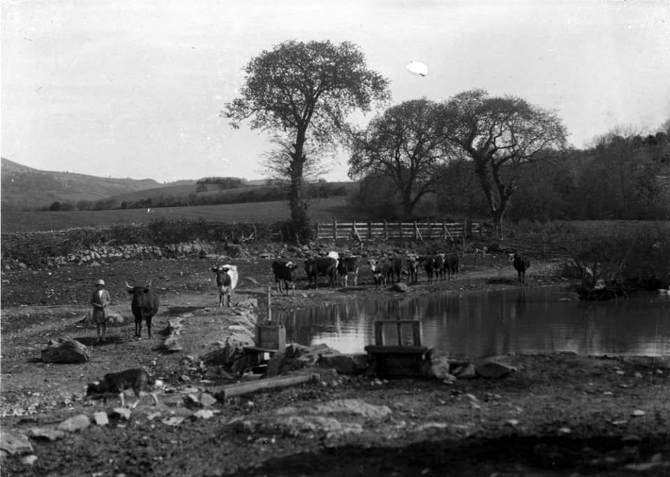 Cows at a pond (1293607)