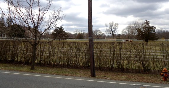 Cows and mansions in Rumson NJ