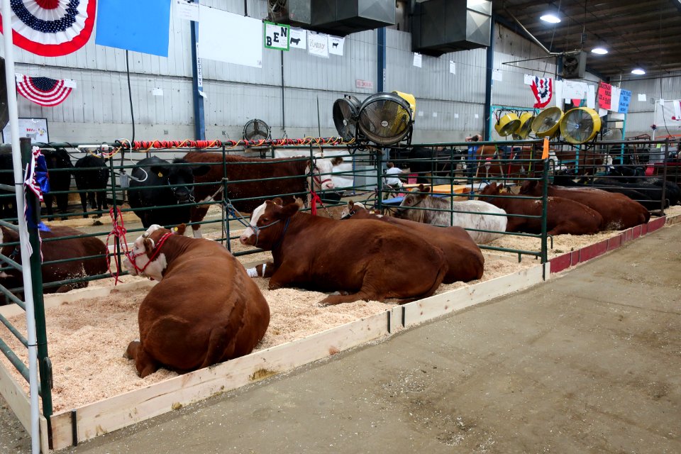 Cows being cooled off by electric fans at Campbell County Fair 2018 in Gillette, Wyoming